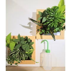 ミドリエデザインFRAME木目調ナチュラル(植栽 2点セット）給水ボトル付