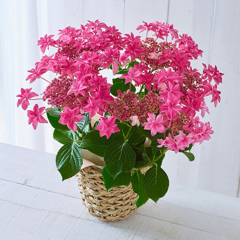【母の日ギフト】あじさい「桜花乱舞」（送料込み）