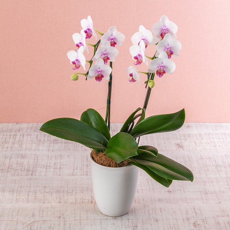 特別キャンペーン実施中】〇母の日のプレゼントにオススメ〇花束