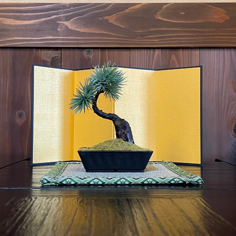 CHOOSEBASE SHIBUYA 【盆栽】A-BONSAI Mini Bunjin｜A-BONSAI