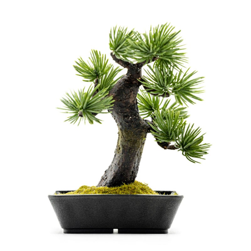 【盆栽】A-BONSAI Mini Moyogi｜A-BONSAI（エーボンサイ）