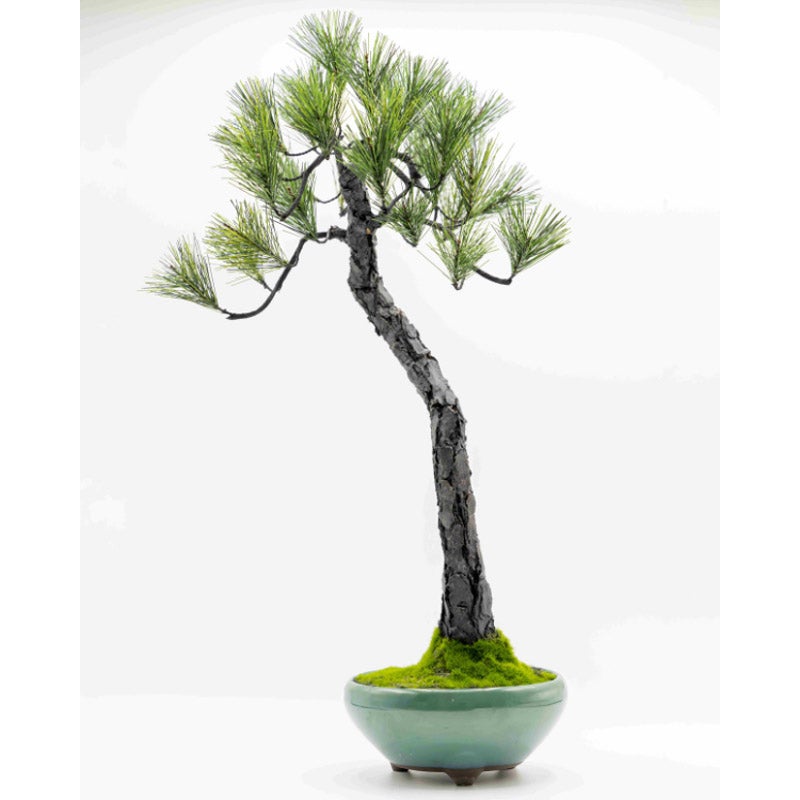 【盆栽】A-BONSAI Bunjin｜A-BONSAI（エーボンサイ）