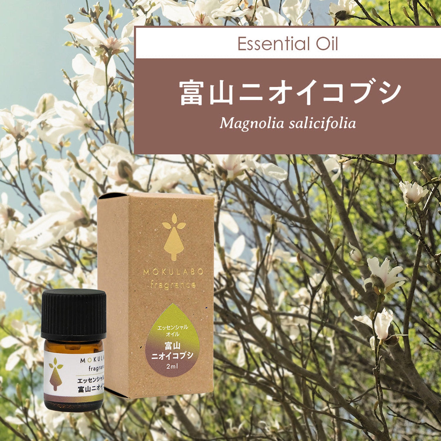 日本の木のアロマ　エッセンシャルオイル　富山ニオイコブシ｜MOKULABO fragrance（モクラボフレグランス）