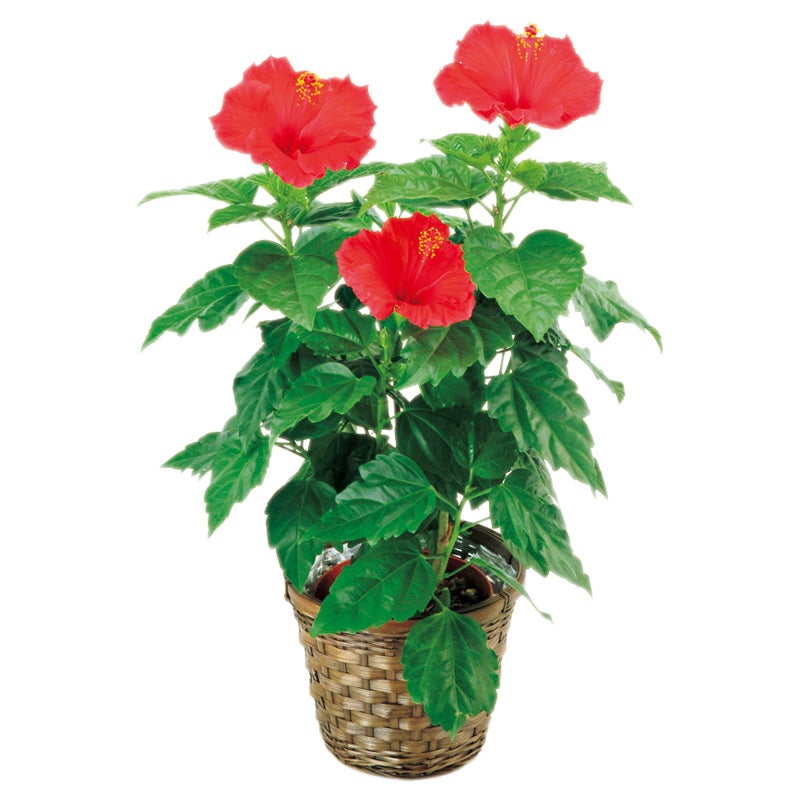 リンクフローリスト　ハイビスカス