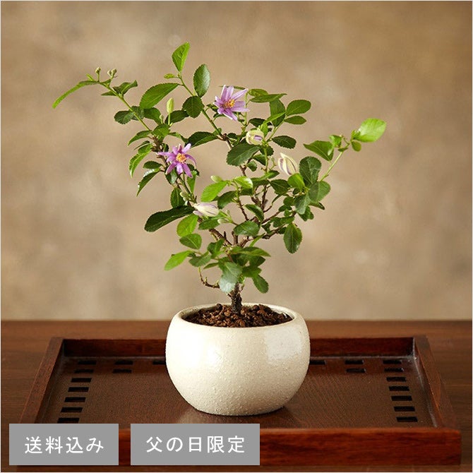 HIBIYA-KADAN（日比谷花壇）睡蓮木盆栽【父の日】